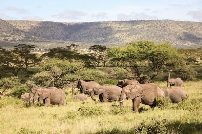 SUPER WYPRAWA Safari Tanzania + Safari morskie Zanzibar